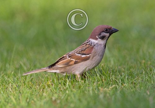 Tree Sparrow 2
